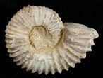 Massive ( inch Wide) Mantelliceras Ammonite #3751-2